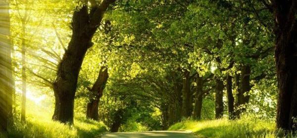 عکس پروفایل طبیعت تابستان زیبا