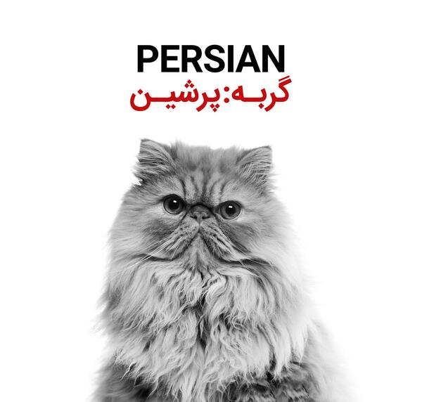 عکس گربه ی پرشین کت