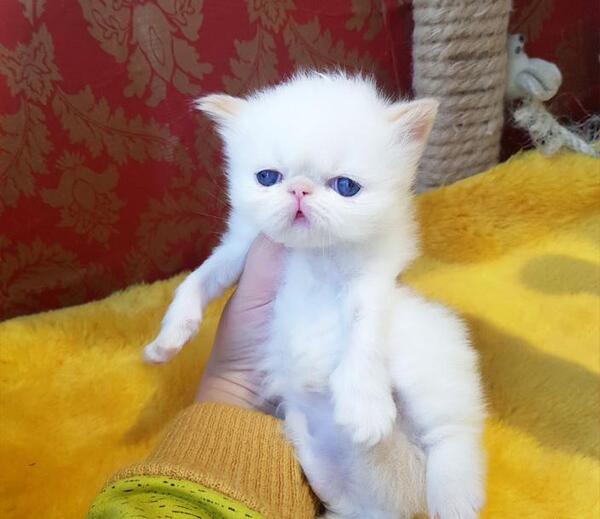 عکس گربه ی پرشین کت