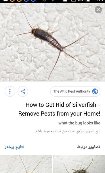 عکس سوسک نی نی سایت