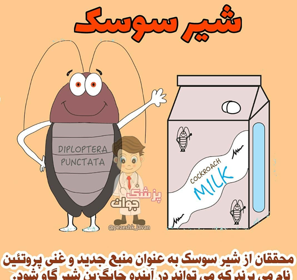 عکس سوسک نی نی سایت