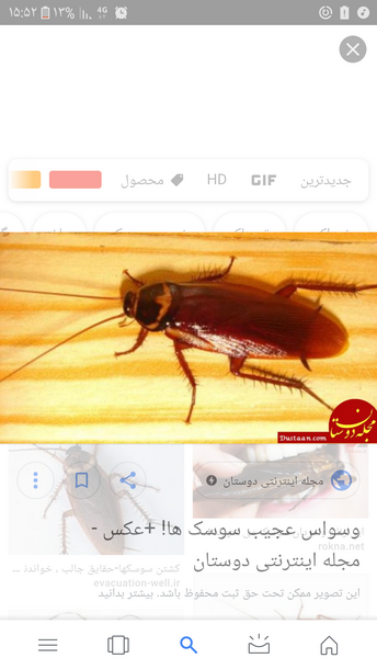 عکس سوسک نی نی سایت