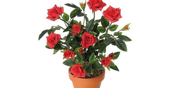 عکس گل رز گلدان