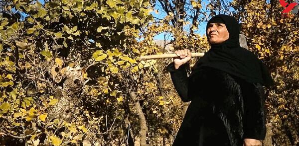 عکس شیر شیطان