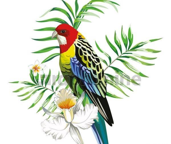 عکس تصاویر وکتور طوطی