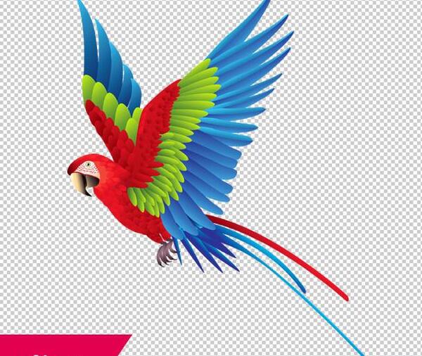 عکس تصاویر وکتور طوطی