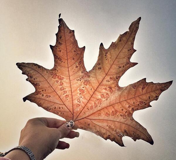 عکس ساده پاییزی