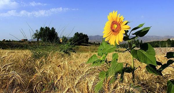زیباترین عکس گندم زار