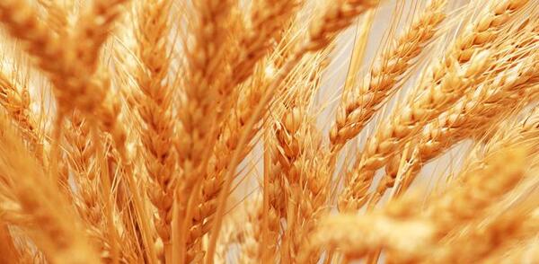 زیباترین عکس گندم زار