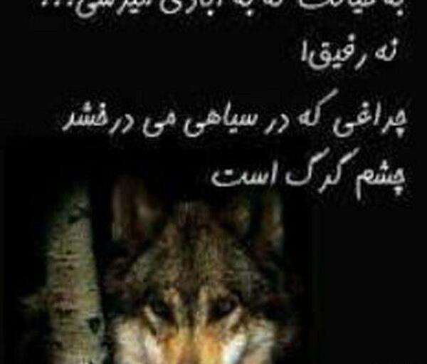 عکس گرگ ایستاده