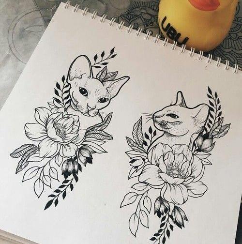عکس خام گربه