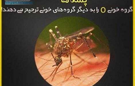 عکس پشه پروفایل