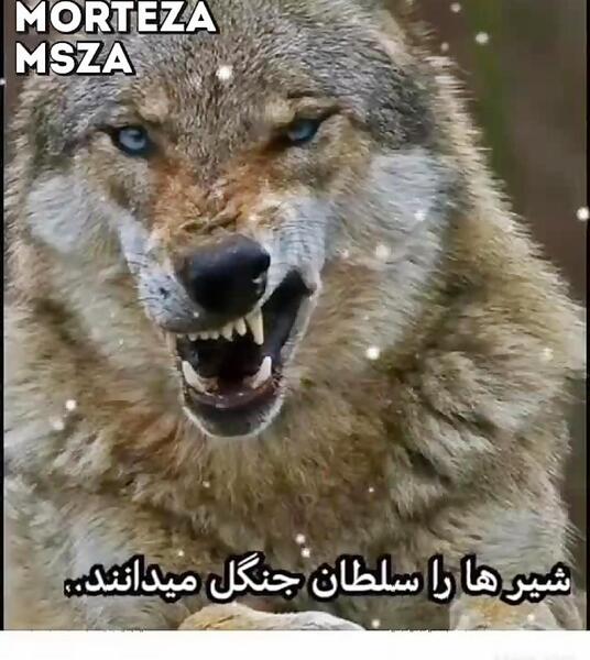 عکس وضعیت واتساپ گرگ