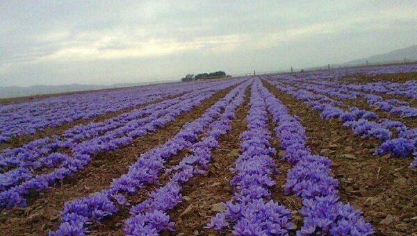 عکس پرورش زعفران