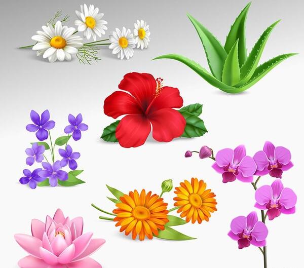 عکس دانلود وکتور گل