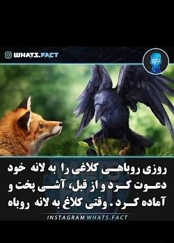 عکس نوشته روباه صفتان