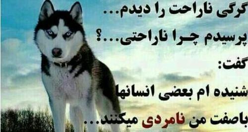 عکس نوشته روباه صفتان