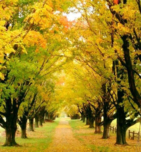 عکس پس زمینه طبیعت