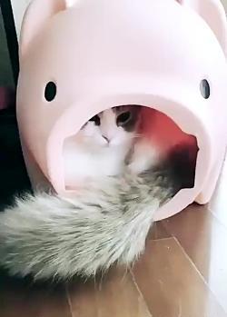عکس گربه ی لیسا