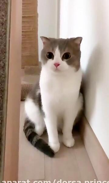 عکس گربه ی لیسا