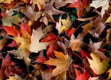 عکس پروفایل پاییز دلگیر