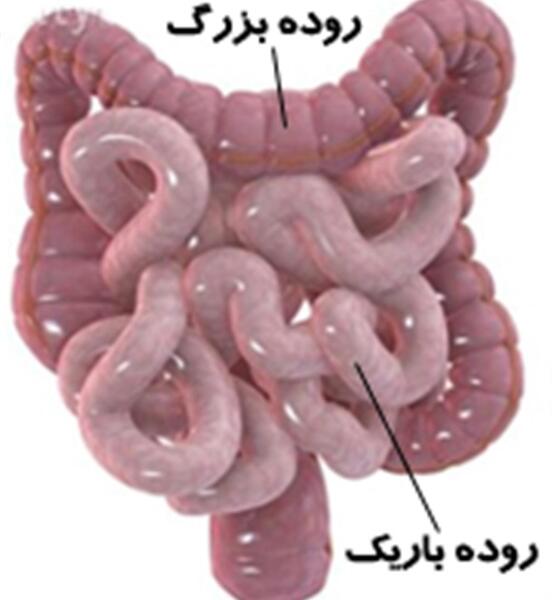 عکس و تصویر روده بزرگ و کوچک