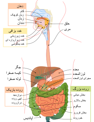 عکس و تصویر روده بزرگ و کوچک