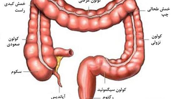 عکس و تصویر روده بزرگ و کوچک
