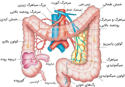 عکس و تصویر روده بزرگ و کوچک
