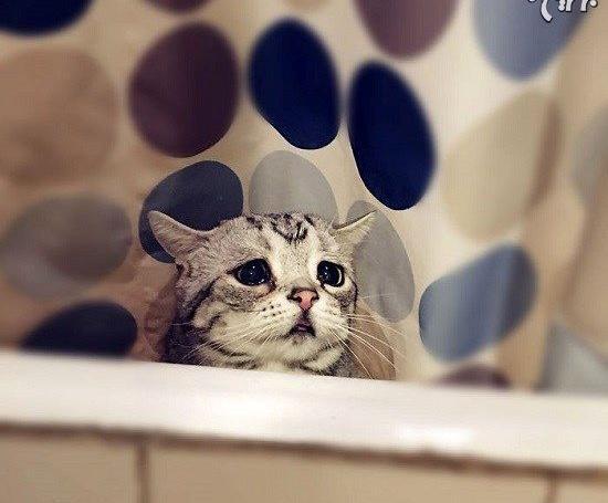 عکس گربه غمگین