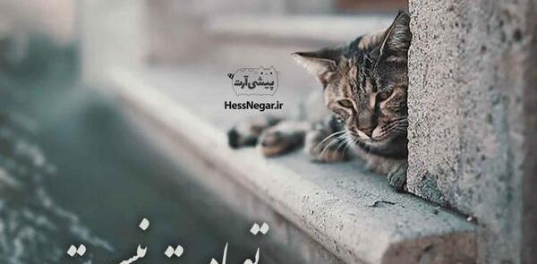 عکس گربه غمگین
