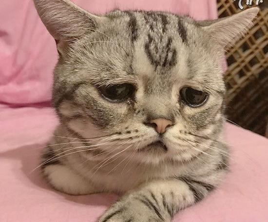 عکس گربه غمگین