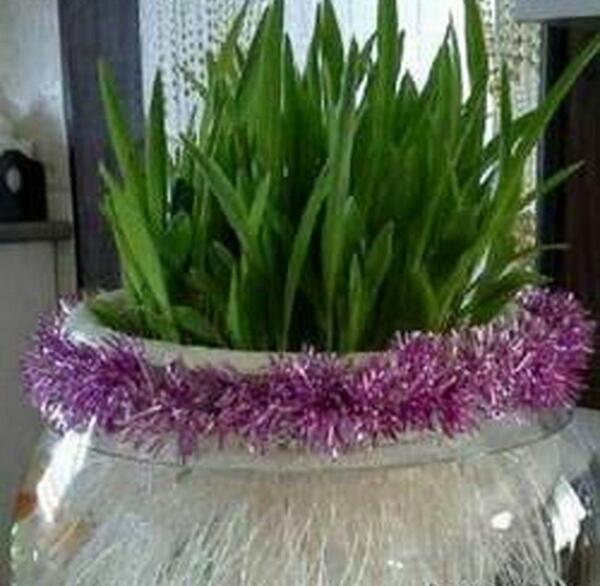 عکس جوانه ی ذرت