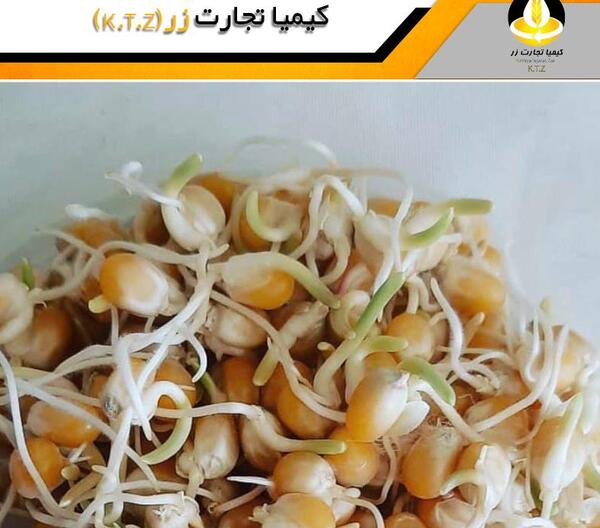 عکس جوانه ی ذرت