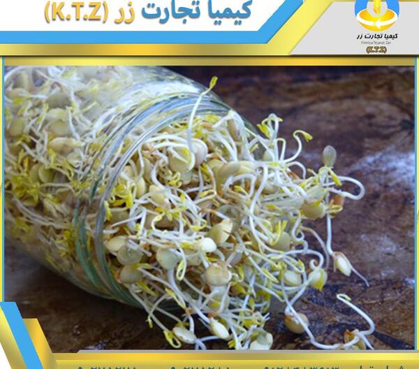 عکس جوانه ی ذرت