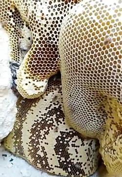عکس سنگ قبر رضا رویگری