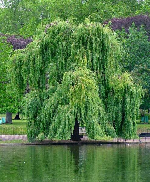 عکس نوشته درخت بید مجنون
