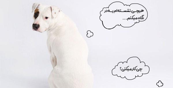عکس توله سگ نشسته