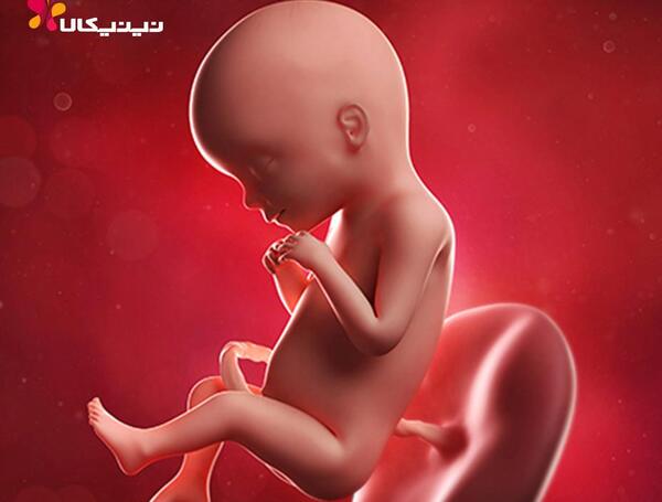 عکس واقعی جنین 20 هفته