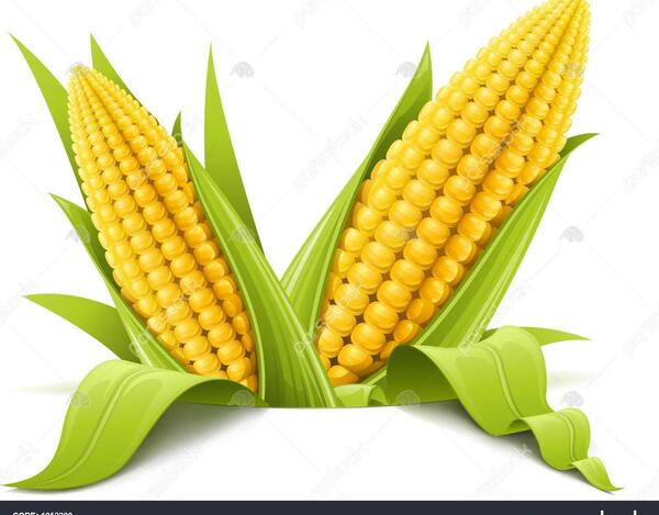 عکس png ذرت