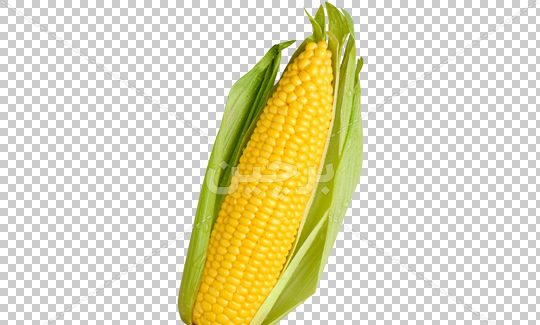 عکس png ذرت