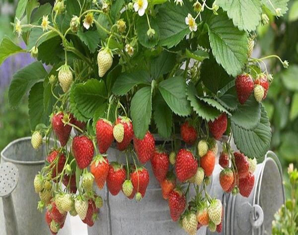 عکس کاشت توت فرنگی در گلدان