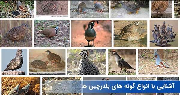 عکس نقاشی صورت جوجه بلدرچین