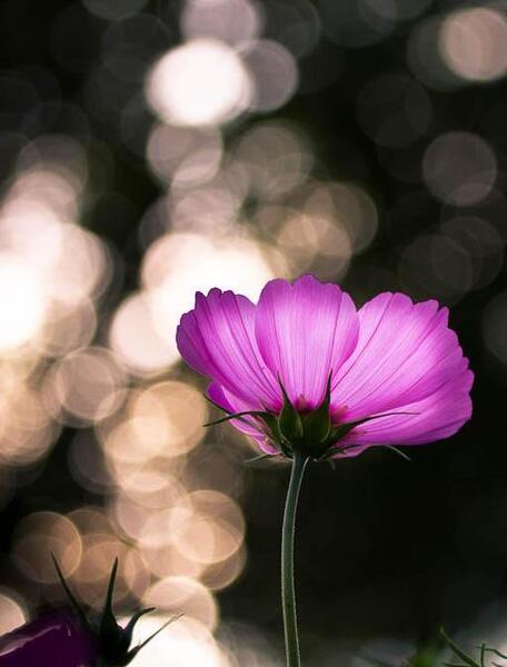 عکس برای بک گراند