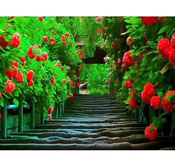 عکس طبیعت آرامبخش
