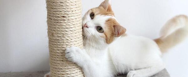 عکس وسایل گربه