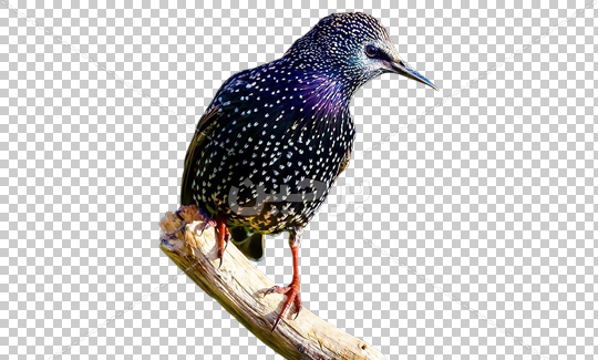 عکس png پرنده
