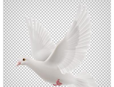 عکس png پرنده