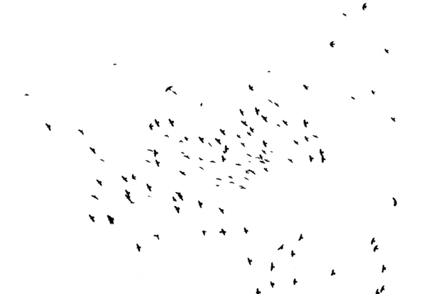 عکس png پرنده