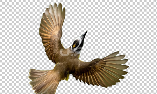 عکس png پرنده